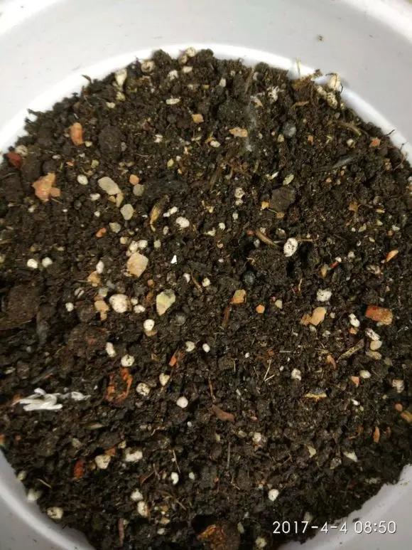 肥料和水比例是1:5 种植教程: 1,准备好波斯菊的种子