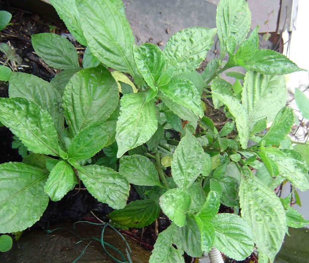 树荣苦菜是什么菜,图如何