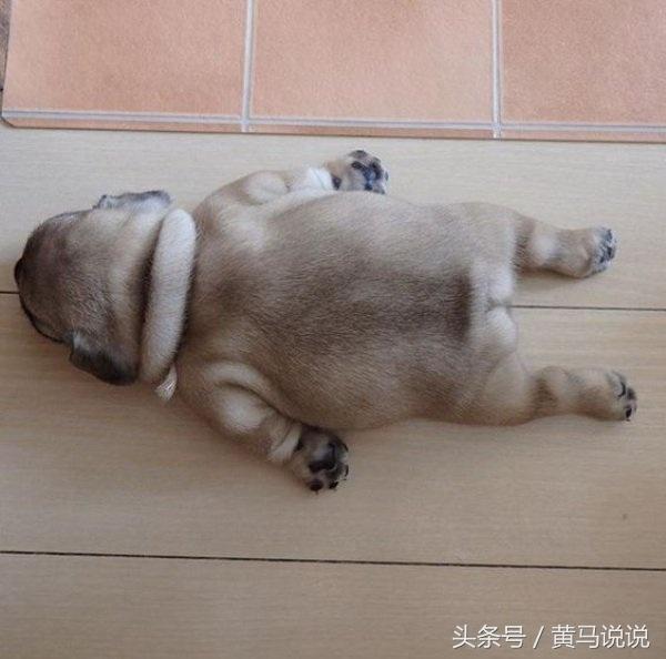 小胖子趴在地上睡,好凉快!