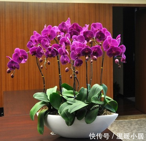 养花技巧:这些可以水培的多肉,你入手了哪几种