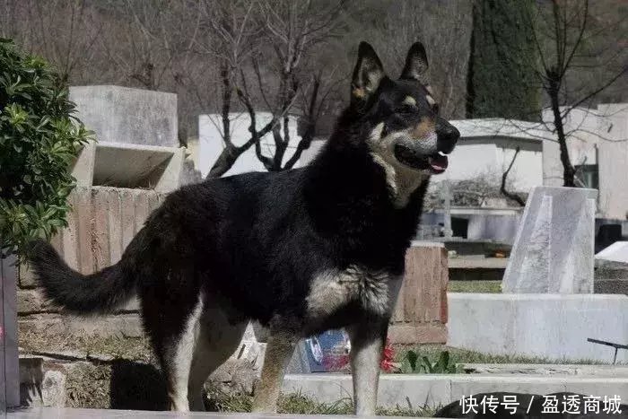 主人去世，爱犬随之消失，11年后真相大白：我愿一生孤独，只为爱