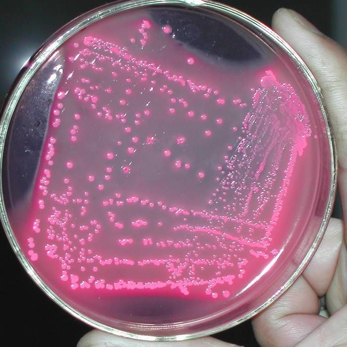 霍乱弧菌疫苗图片