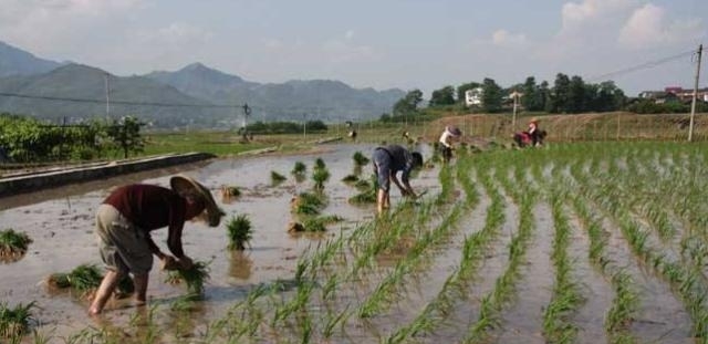 什么是农村合作社