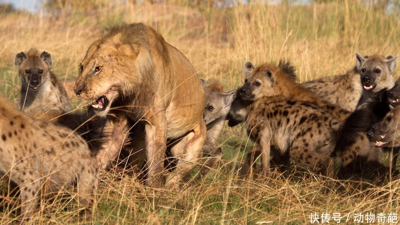 实拍非洲鬣狗的掏肛绝活,草原动物的大噩梦,就