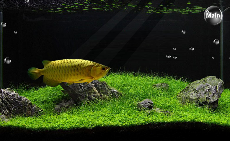 arowana mania截图2