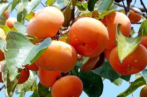 柿子快成熟时长黑斑怎么回事_360问答