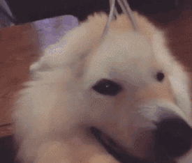 别再说二哈难养了,养萨摩才是真的伤不起!