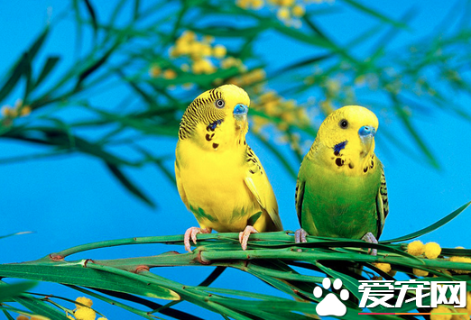 虎皮鹦鹉怎么洗澡 选温暖的天气给鹦鹉洗澡_3