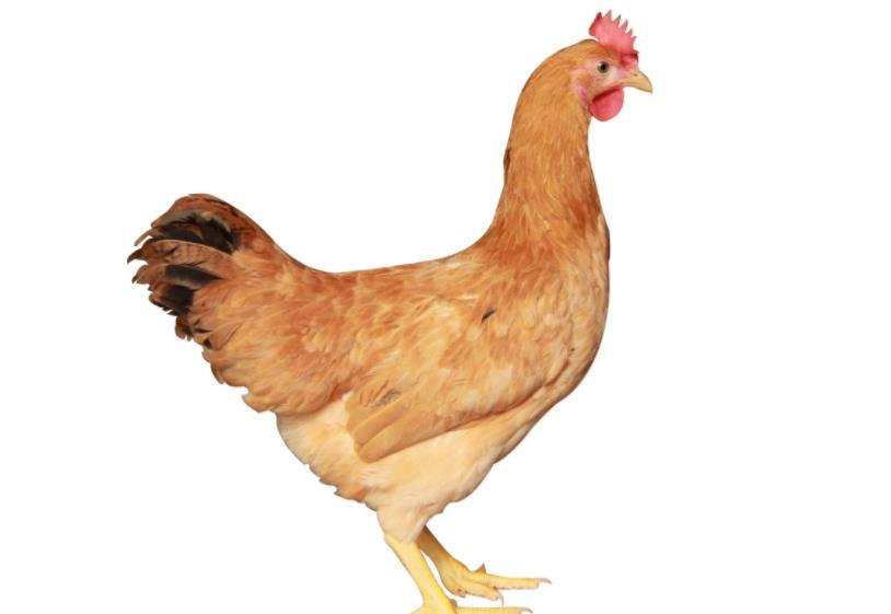 怎么查看你家的鸡是不是正常的?