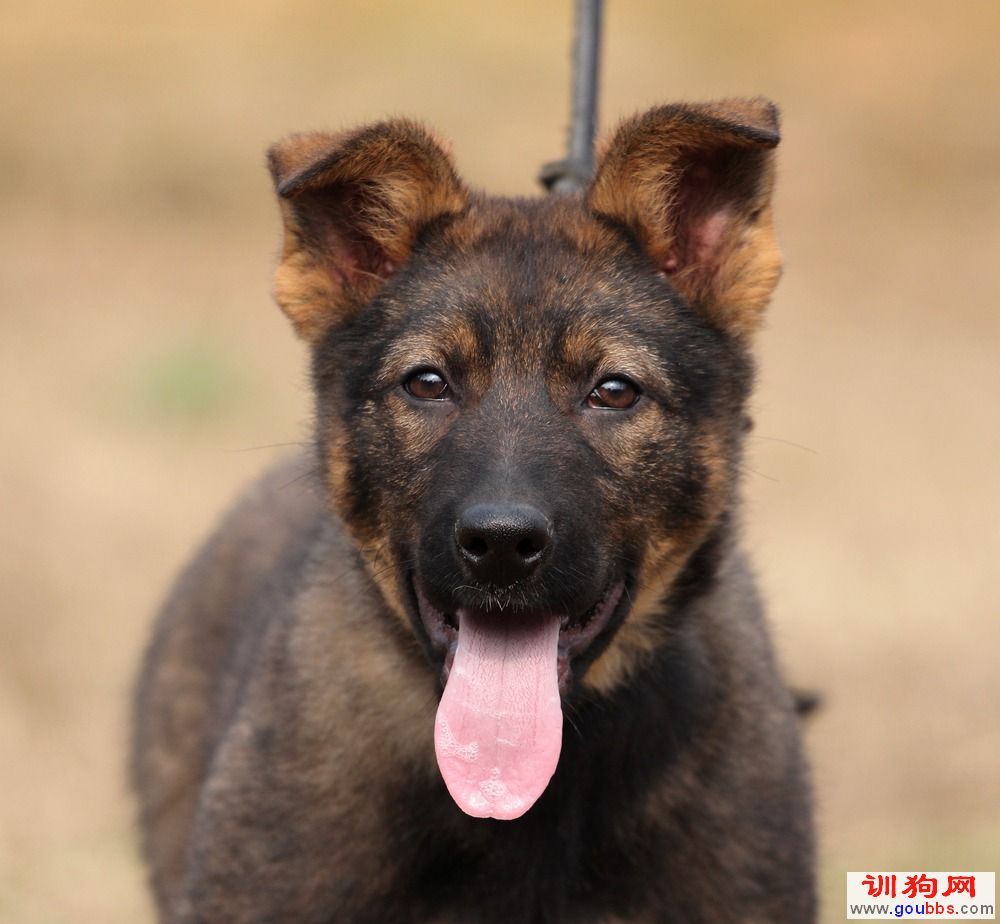 昆明犬是中国成都军区军犬训练队自行培育的犬种.