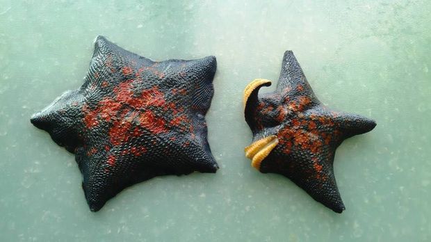 这种海星叫什么,有毒吗,触碰以后会怎样 这种海