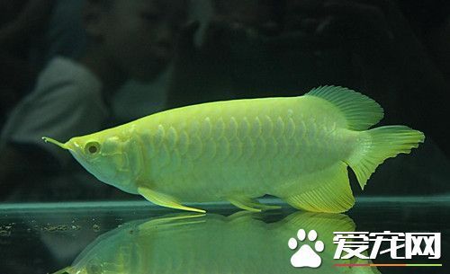 龙鱼要多大的缸 80-150CM长度的鱼缸就可以_
