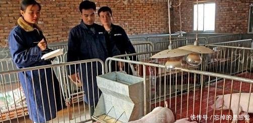 2019年春节前后,猪肉价格走势如何有可能回升