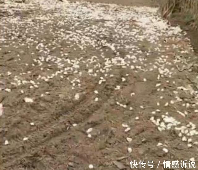男子把“饺子”撒在地里,遭到村民指责,时隔一个月,村民愣住了