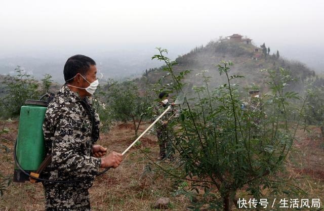 农村这作物，明年种植一亩可赚万元，为啥土豪都害怕不愿意种呢？