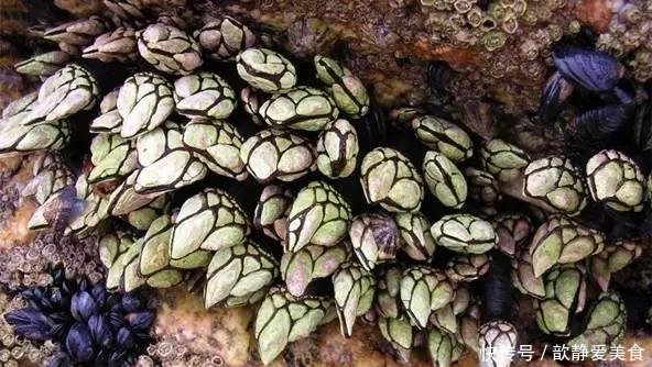 它是欧洲人为之疯狂的美食,一斤最高售价9400