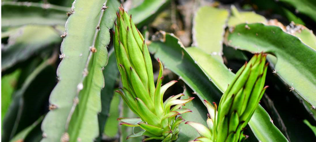 龙骨花的养殖方法修剪