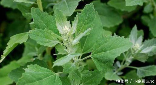 怎么帮助考生缓解考前压力?看看这位农村阿姨