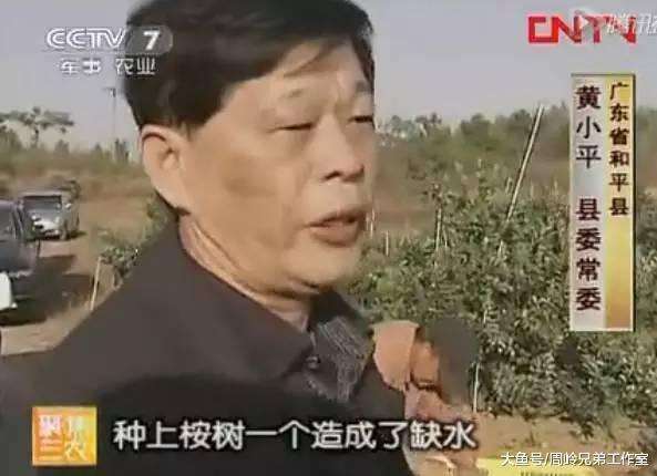 广西种植桉树的人开始强力反驳 利益驱使下速生桉种植达4000万亩