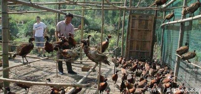 农村大学生在山里养它,一年就赚了三十万