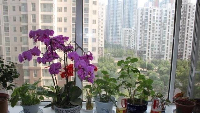蝴蝶兰怎么修剪最好的方法 t014d2e857d4e9f084e.jpg