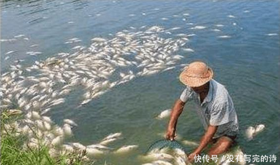鱼塘总有死鱼浮在水面,大叔感觉不对劲,抽干水