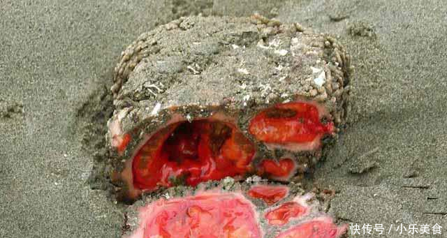 外国男子海边发现了一种可以吃的“石头”外表丑陋，里面却大有乾