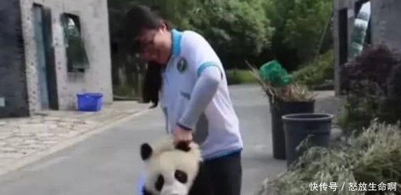 大熊猫饿了想翻垃圾桶,被奶妈一手提着走:给个