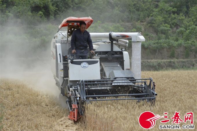 \＂关中第一镰\＂在潼关开镰 拉开全省夏粮丰收序幕