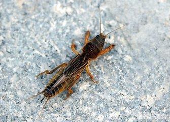 吉林蝲蛄为什么这么有名?