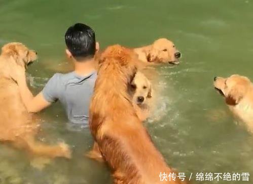 小伙在河里游泳,5只狗下水救他,回到岸边后他