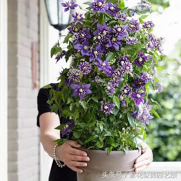 谁说阳台不能种铁线莲?细说大河这种花的美