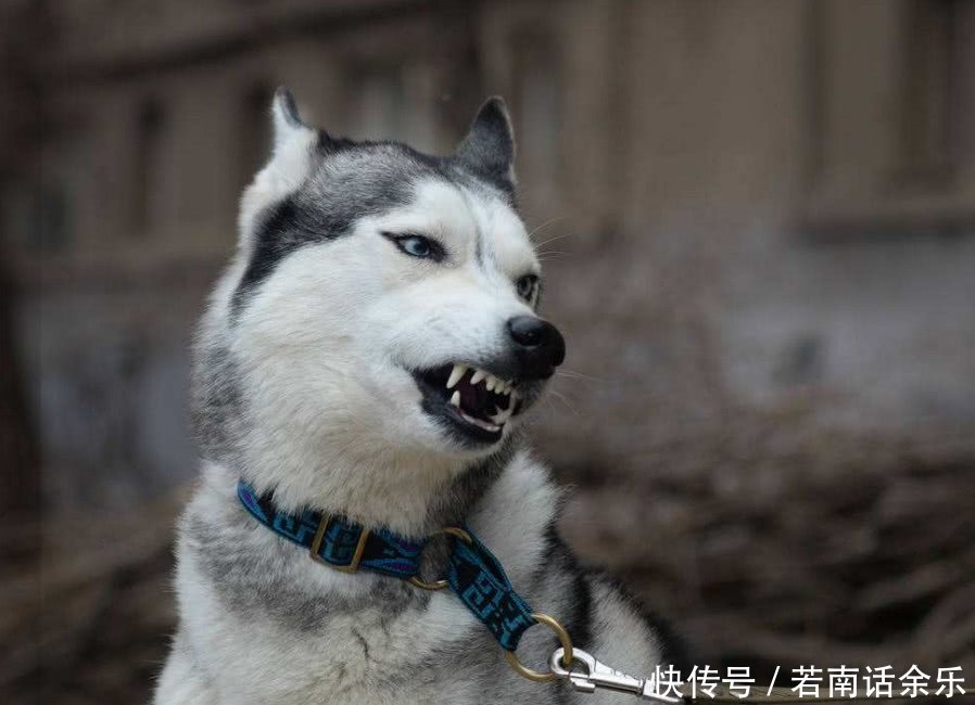 动物界警察a警察的哈士奇,治愈v警察的柴犬,还图片包表情各种大全表情图片