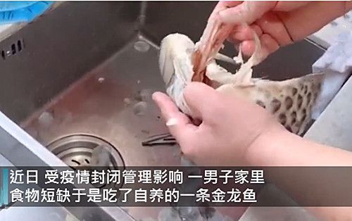 紅河哈尼族彝族自治州水族館小巨炮紅眼白子過(guò)背金龍