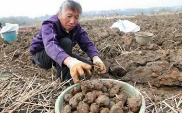 这种水果长在地下:要吃还得从泥土里挖出来,你们有谁吃过