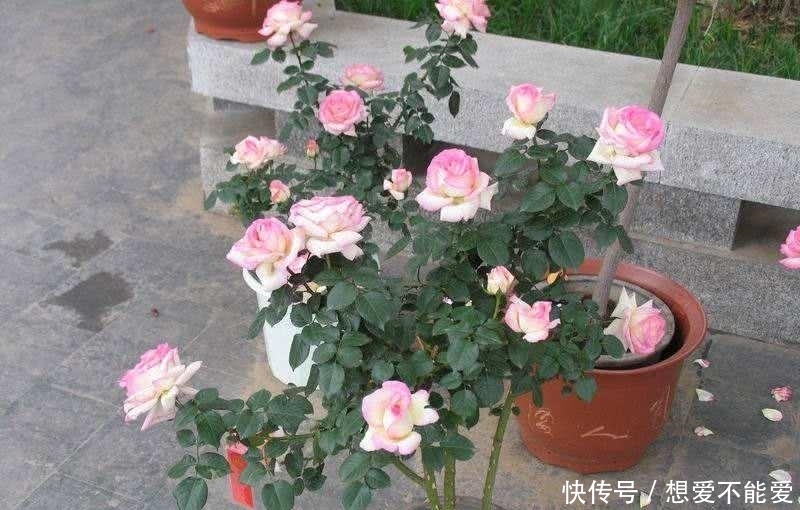 t0150e831db3366e91a.jpg