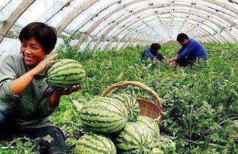 西瓜分公母,母的最甜!学会这3个“窍门”,挑出香甜的西瓜