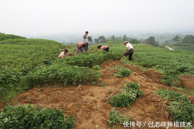 花生出苗率低？把这个方法用上，至少能增产20%