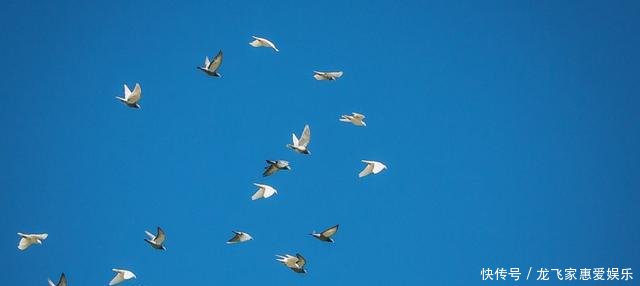 信鸽如何知道确切位置中国军鸽穿越核爆蘑菇云