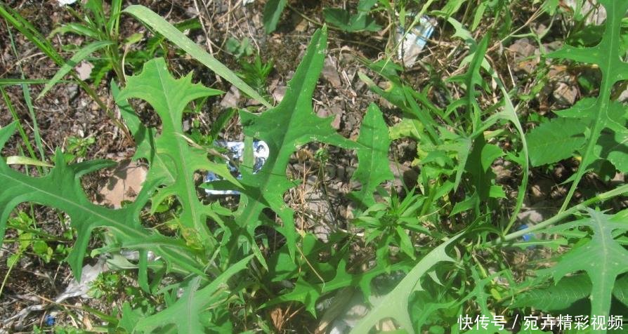 农村这些野菜,清热凉血,治疗肝肾阴虚,花钱都没