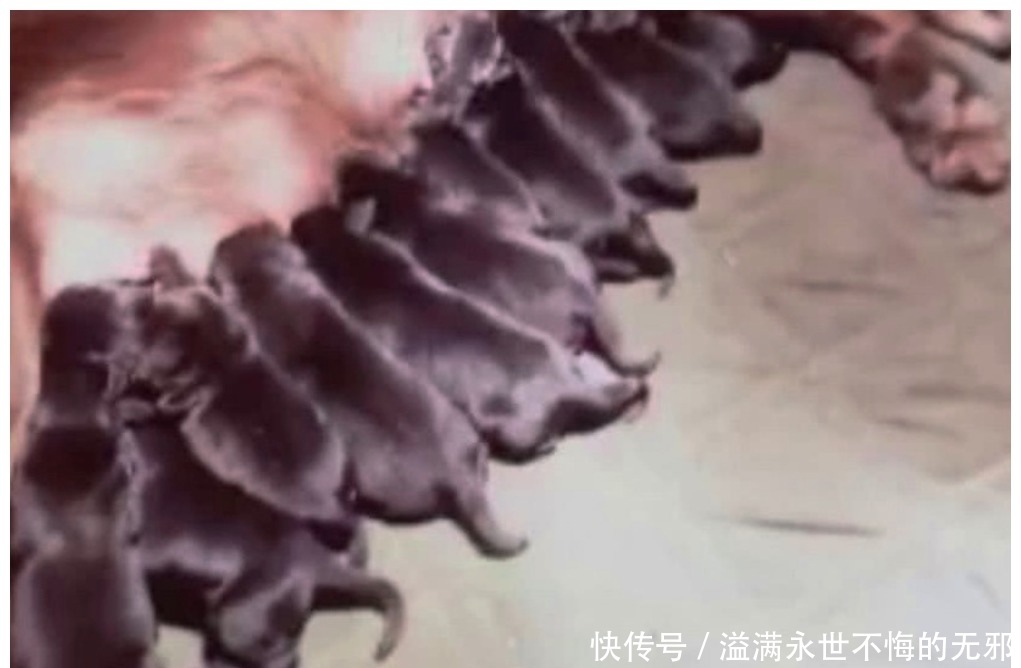 狗狗一次就生个足球队,主人内心惶恐:我的私房