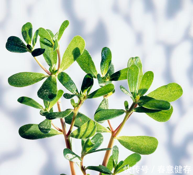 湿疹吃什么食物好?推荐家中常见食物(内含食谱