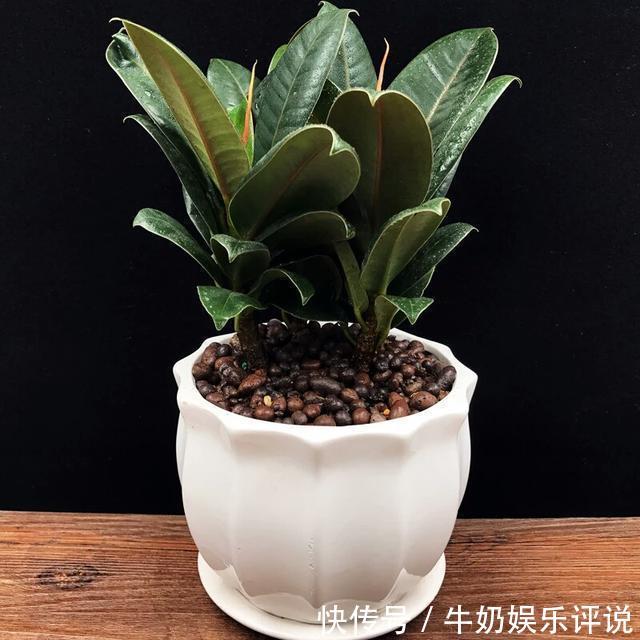 橡皮树长的太高都趴下了,夏季该换盆还是该修