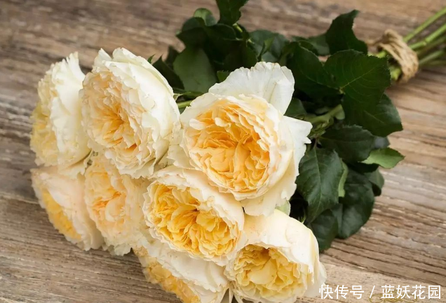 蓝妖:月季开花后如何施肥?至少50%的人做错了