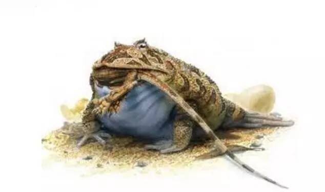 泰坦巨蟒真实体长 t0158dc89cf1cafe1b6.jpg?size=634x376