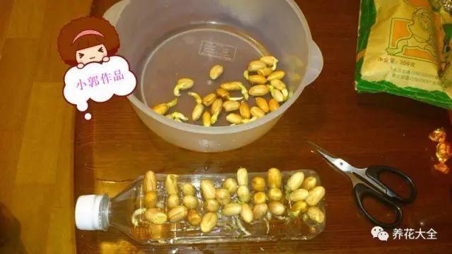 没吃完的地瓜花生丢水里,比绿萝吊兰好看100倍