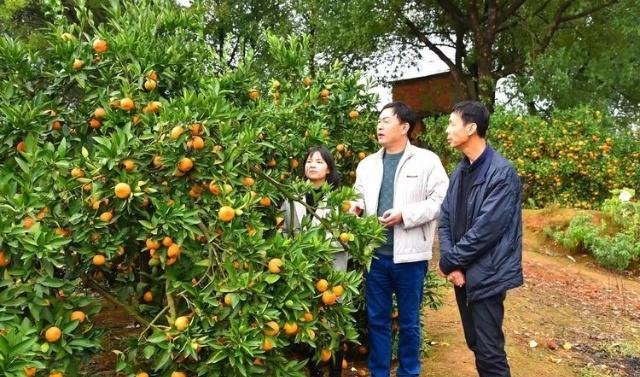 阳新女孩感动黄石,三十万斤桔子三小时售出