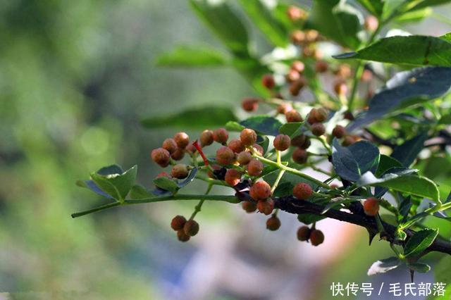 花椒树栽培技术|成花结果习性