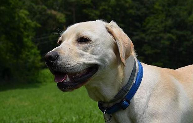 拉布拉多犬训练方法