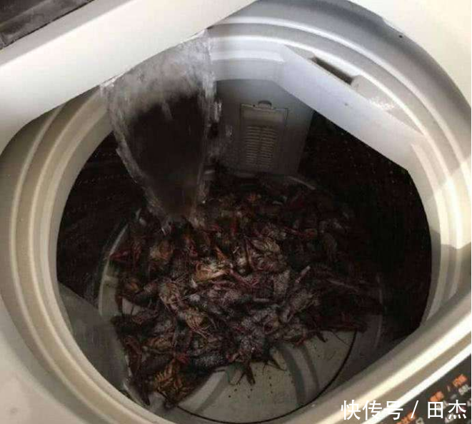 女子洗衣机洗小龙虾, 一小时过后, 被小龙虾给